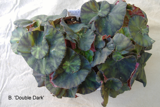 B. ‘Double Dark’